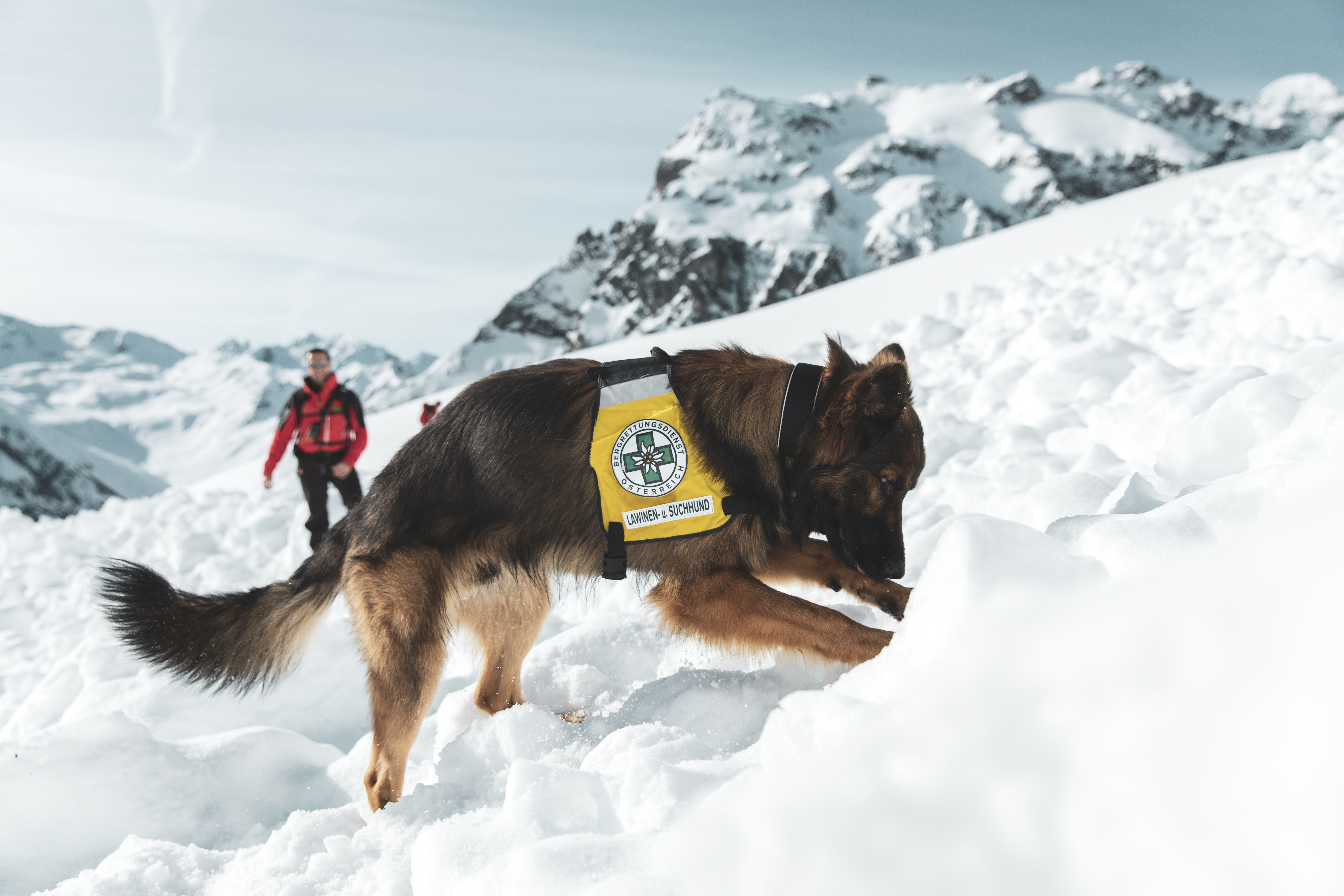 Hundestaffel Bergrettung Vorarlberg